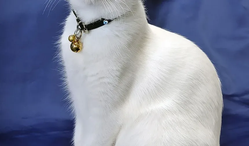 Suplemento Nutricional Fortiflora para Gatos: Um Guia Completo