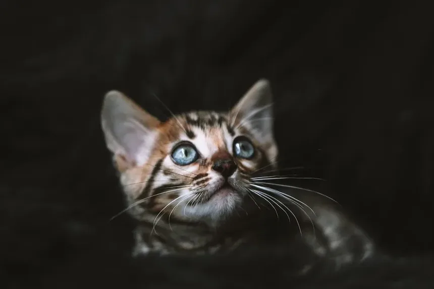 Suplemento Nutricional Fortiflora para Gatos: Um Guia Completo