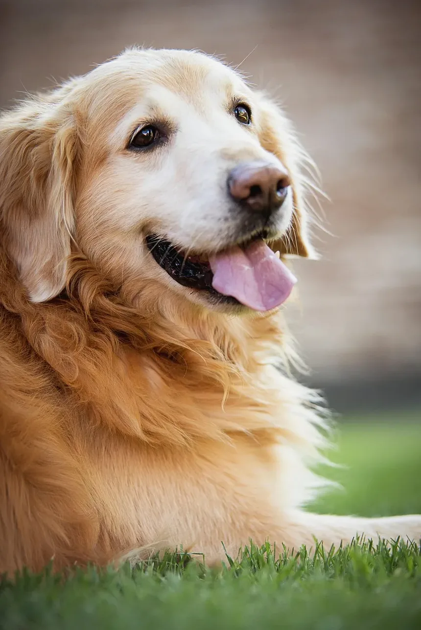 Remédios Caseiros para Cães com Doença de Addison