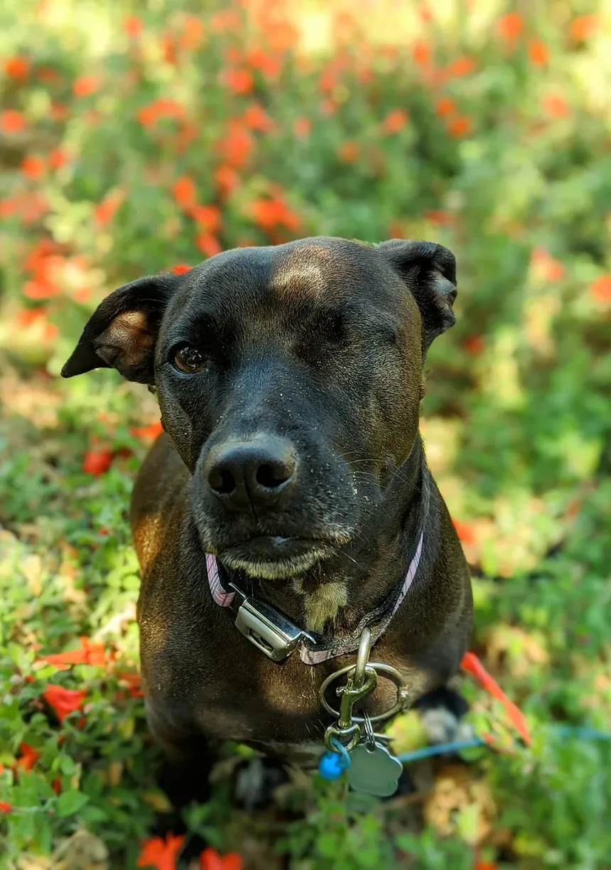 Remédios Caseiros para Cães com Doença de Addison