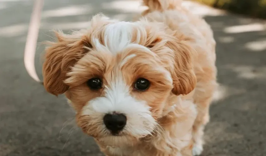 Remédios Caseiros para Cães com Doença de Addison