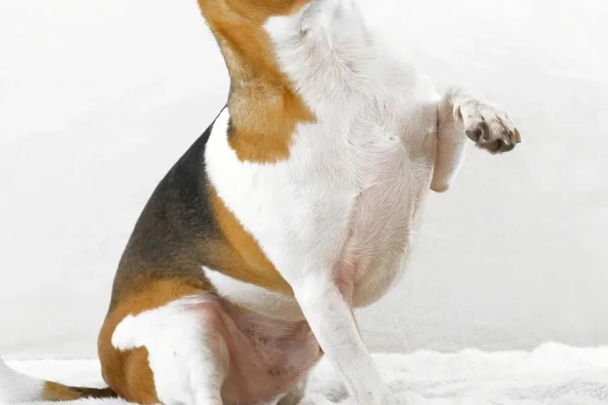 Remédios Caseiros para Cães com Doença de Addison