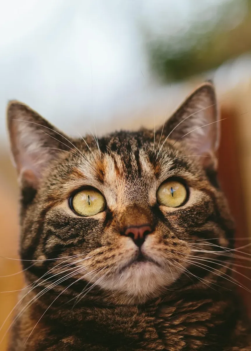 Como Dar Banho em um Gato Agressivo em Casa: Um Guia Passo a Passo