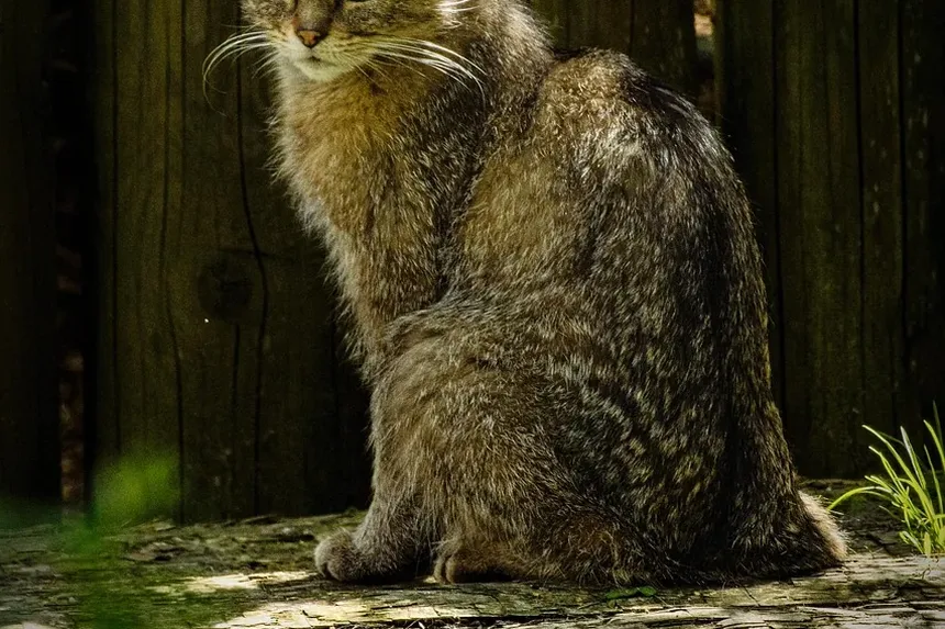 Como Dar Banho em um Gato Agressivo em Casa: Um Guia Passo a Passo