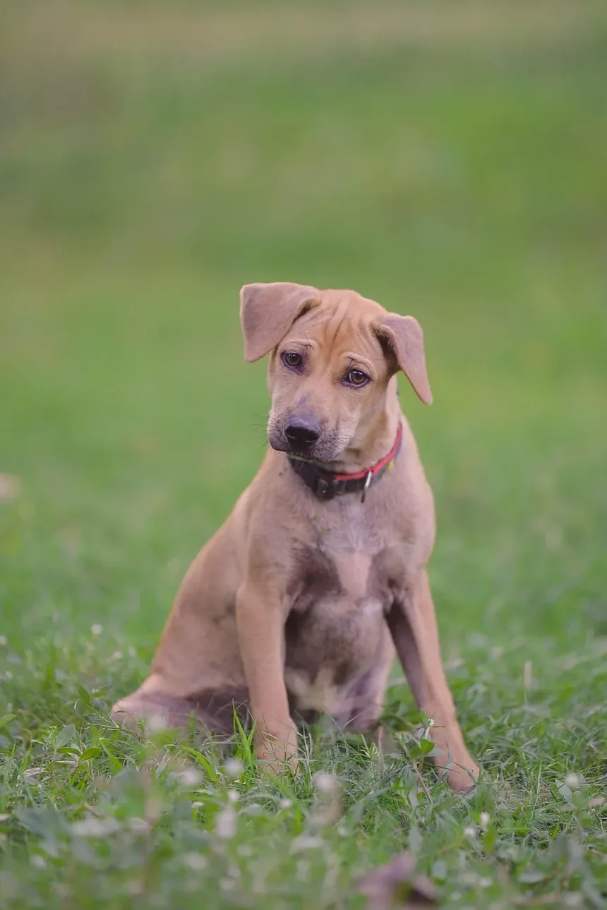 Como Acalmar o Sistema Nervoso do Meu Cão Reativo