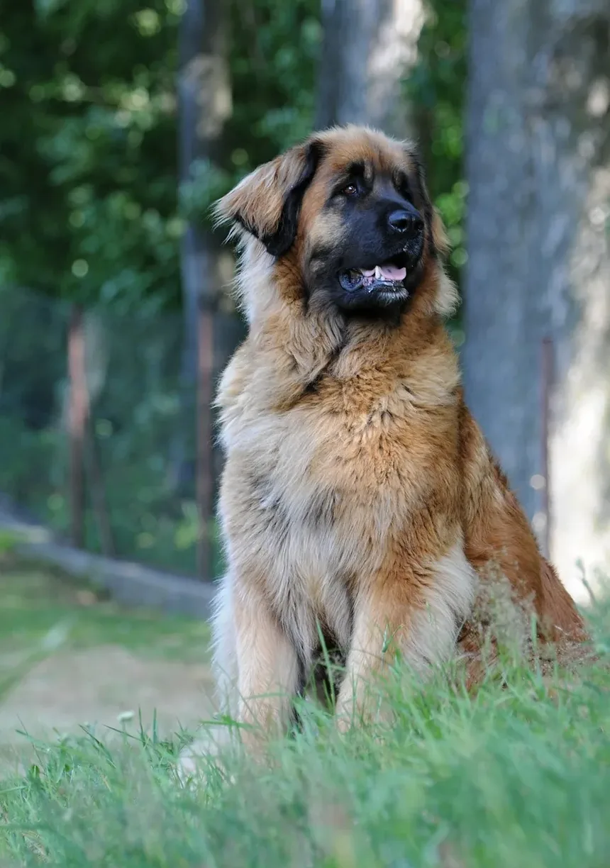 Como Acalmar o Sistema Nervoso do Meu Cão Reativo
