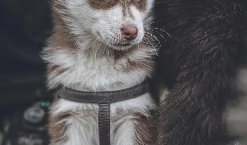 Como Acalmar o Sistema Nervoso do Meu Cão Reativo