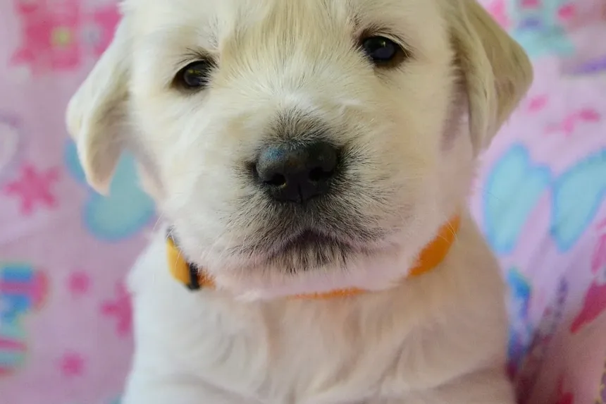 Como Acalmar o Sistema Nervoso do Meu Cão Reativo