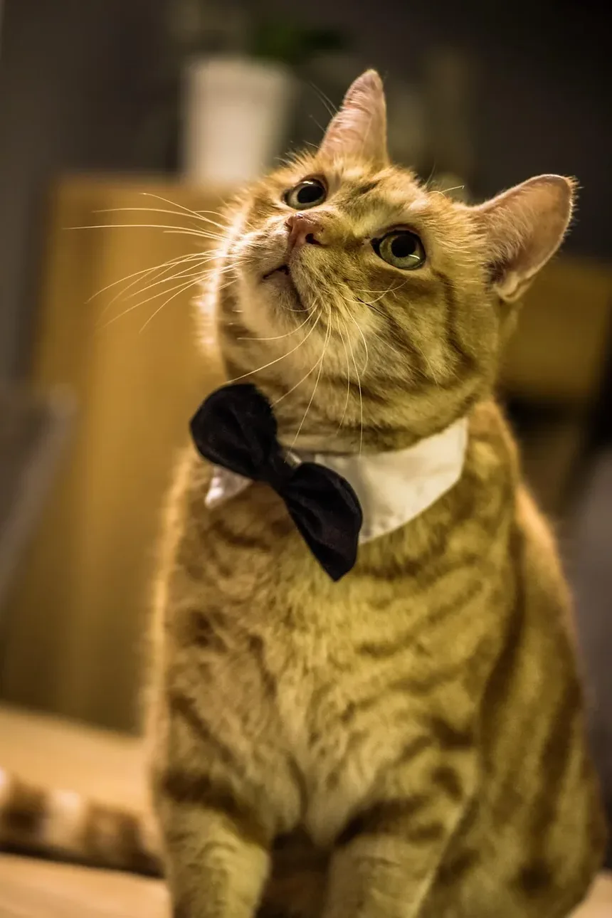 Como Acalmar a Ansiedade de Separação em Gatos