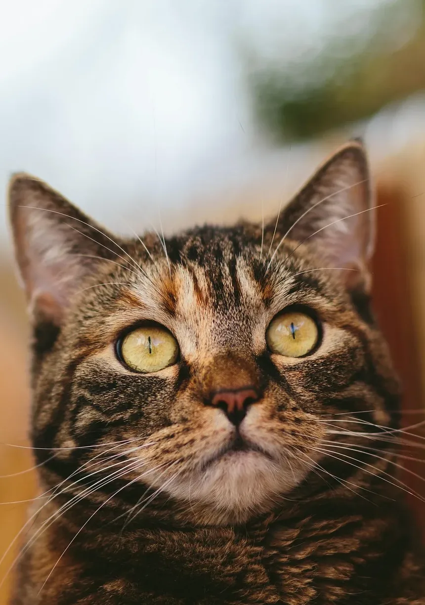 Como Acalmar a Ansiedade de Separação em Gatos
