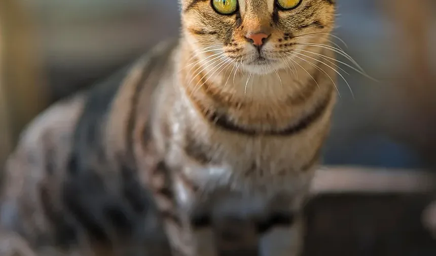 Como Acalmar a Ansiedade de Separação em Gatos
