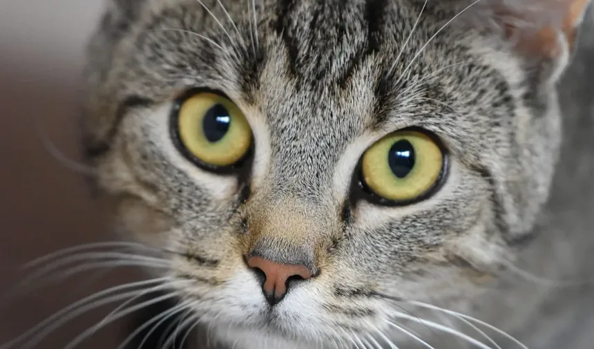 Como Escovar um Gato Difícil em Casa