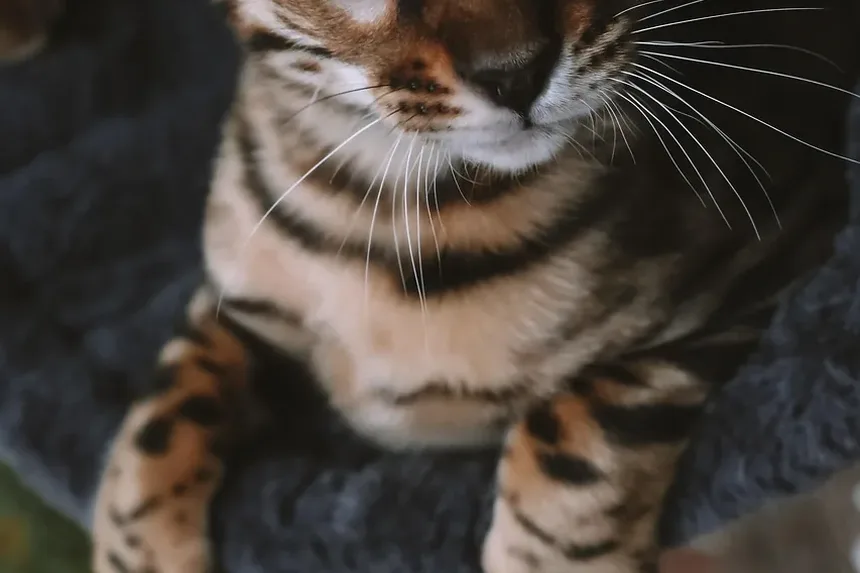 Como Escovar um Gato Difícil em Casa
