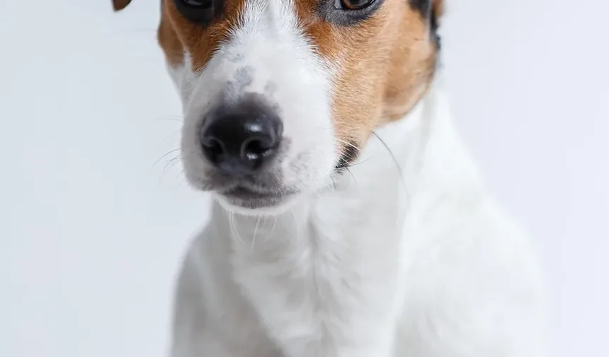Como Ajudar Meu Cão a se Recuperar de uma Convulsão