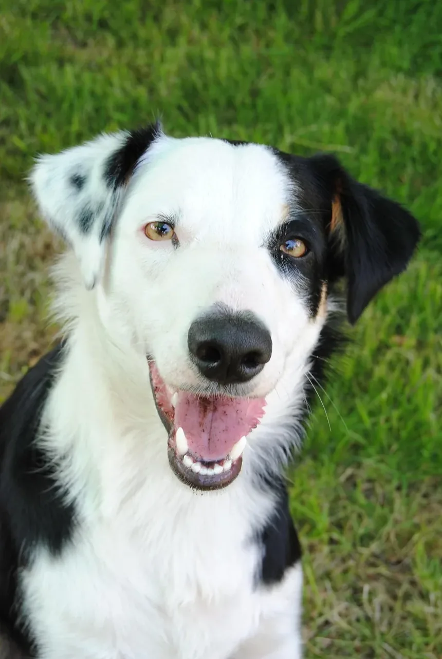 Como Ajudar Meu Cão a se Recuperar da Anestesia