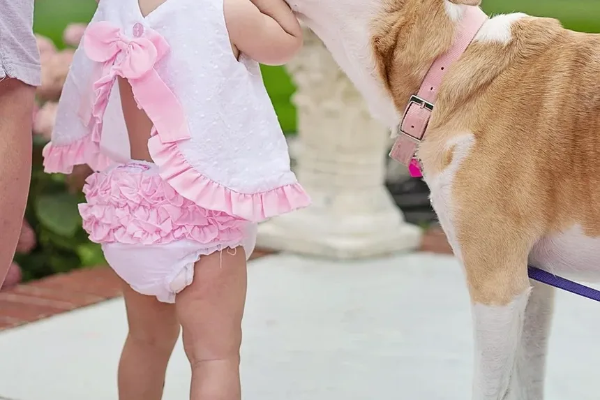 Como Ajudar Meu Cão a se Recuperar da Anestesia
