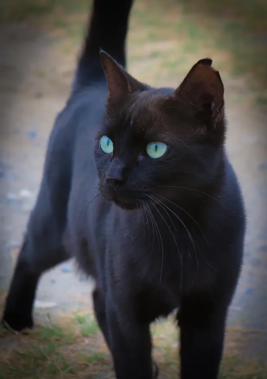 Como Prevenir o Mal da Altitude em Gatos