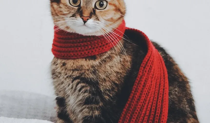 Como Prevenir o Mal da Altitude em Gatos
