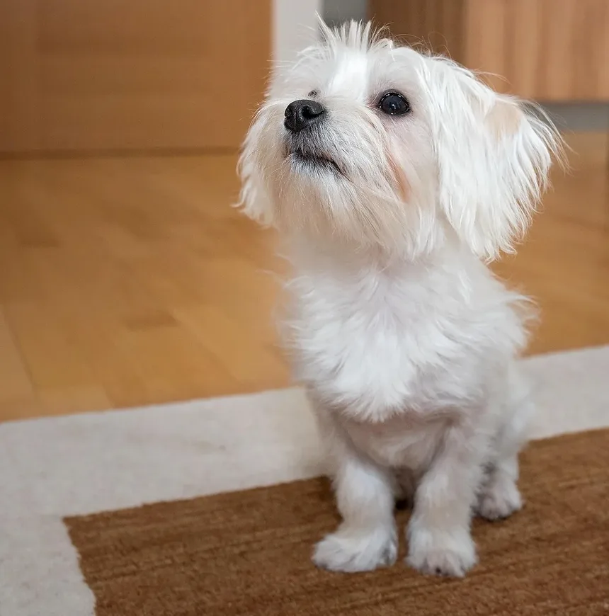 Remédios Naturais para Cães com Doenças Autoimunes