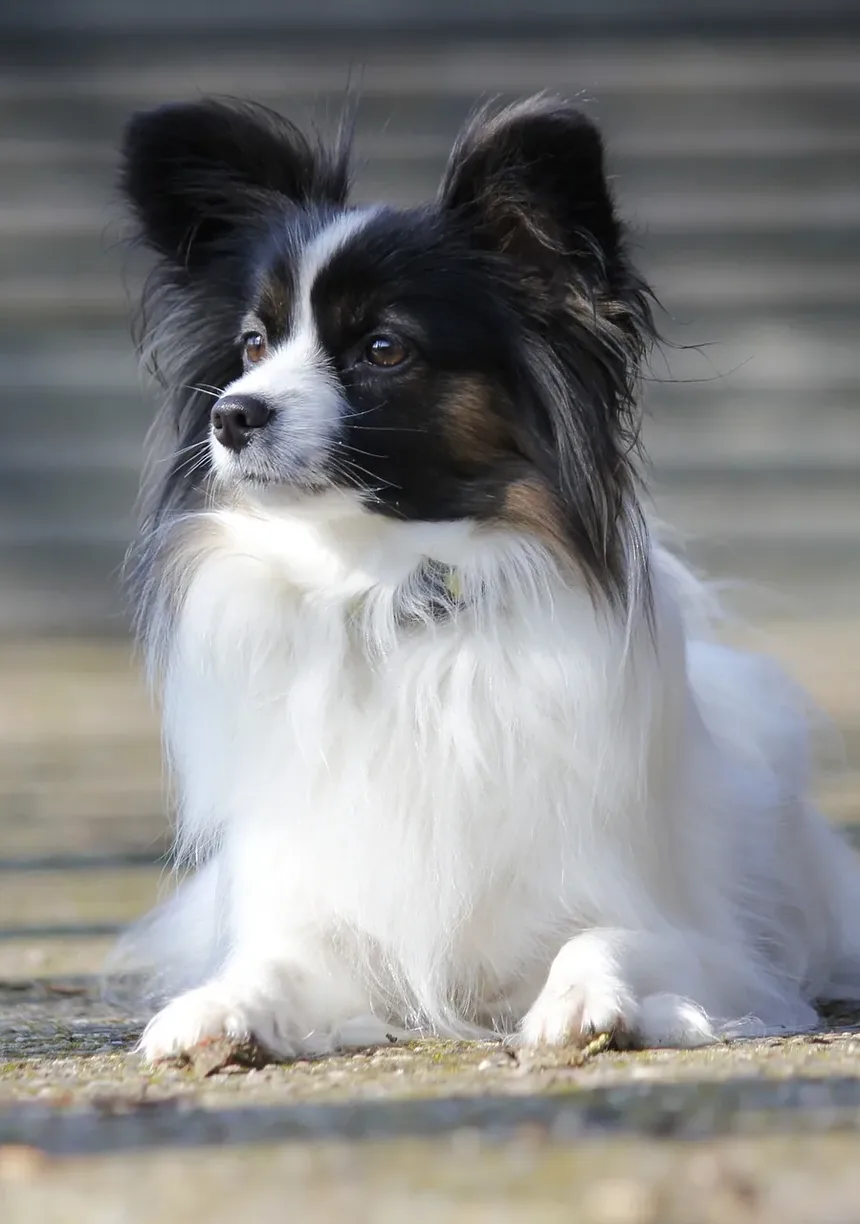 Remédios Naturais para Cães com Doenças Autoimunes