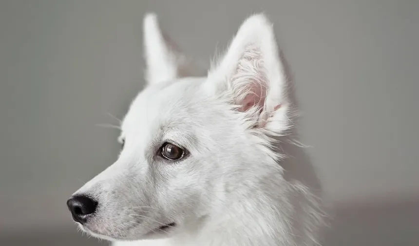 Remédios Naturais para Cães com Doenças Autoimunes