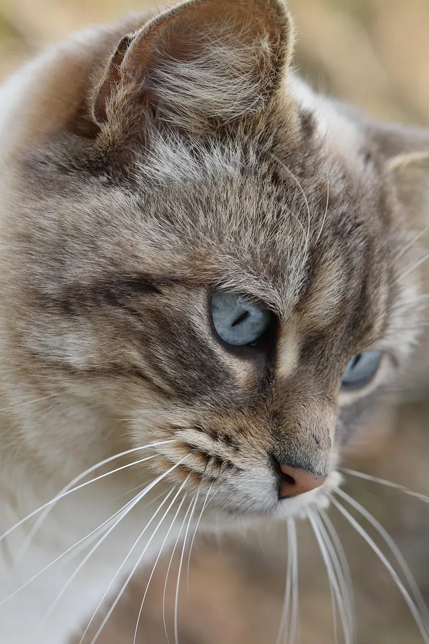 Sinais de Estresse Ambiental em Gatos: Compreendendo e Lidando com a Ansiedade Felina
