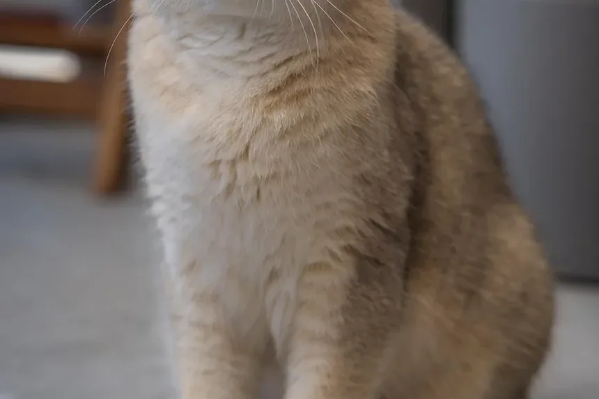 Sinais de Estresse Ambiental em Gatos: Compreendendo e Lidando com a Ansiedade Felina