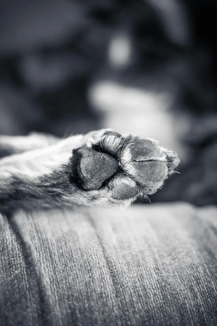 Sinais de Doença nos Olhos dos Cães: O Que Todo Dono de Cachorro Deve Saber