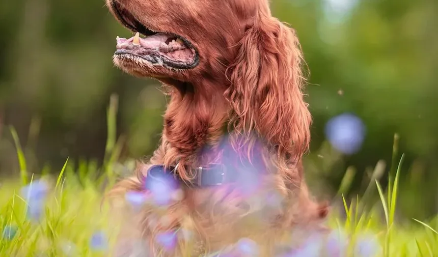 Sinais de Doença nos Olhos dos Cães: O Que Todo Dono de Cachorro Deve Saber