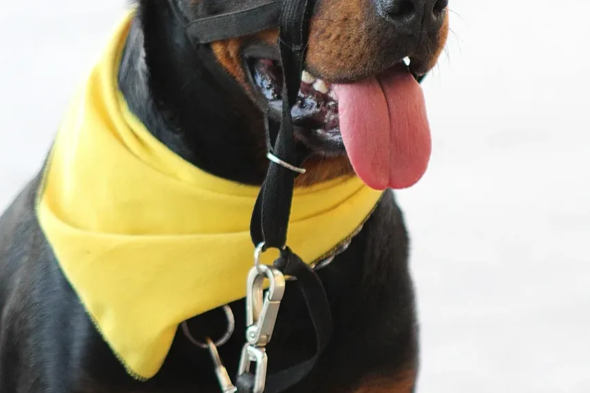 Sinais de Doença nos Olhos dos Cães: O Que Todo Dono de Cachorro Deve Saber