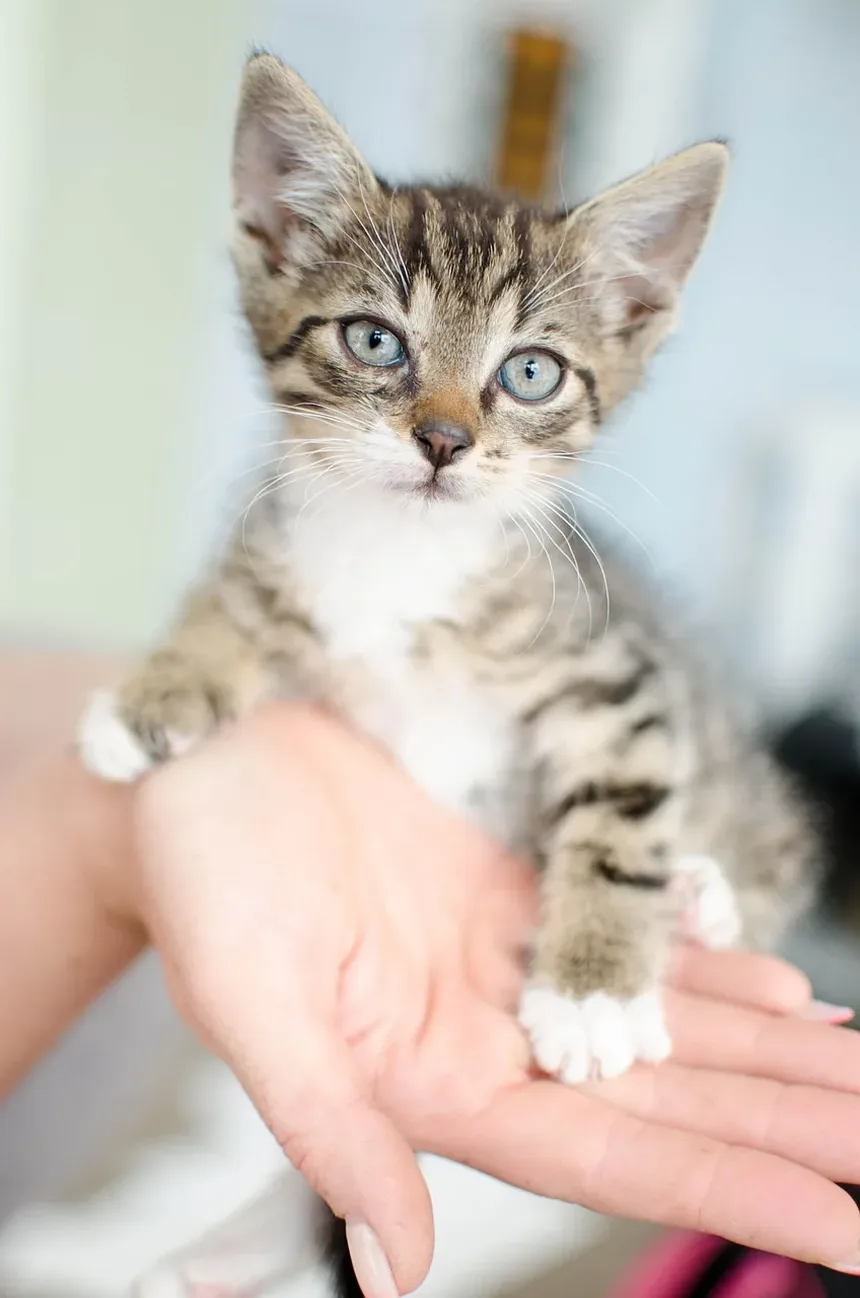 Sinais de Cistite por Estresse em Gatos: Compreendendo os Sintomas e Soluções