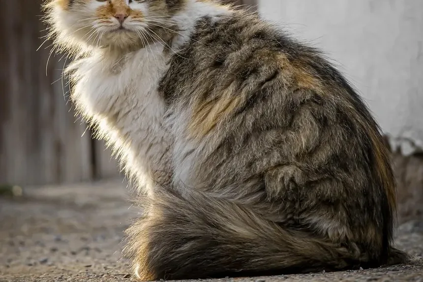 Sinais de Cistite por Estresse em Gatos: Compreendendo os Sintomas e Soluções