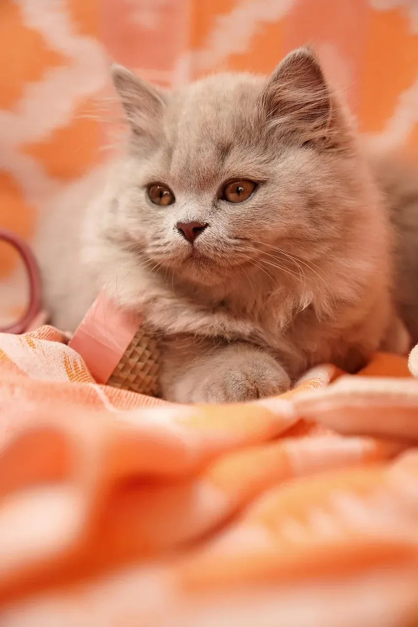 Sintomas da Hiperglicemia por Estresse em Gatos