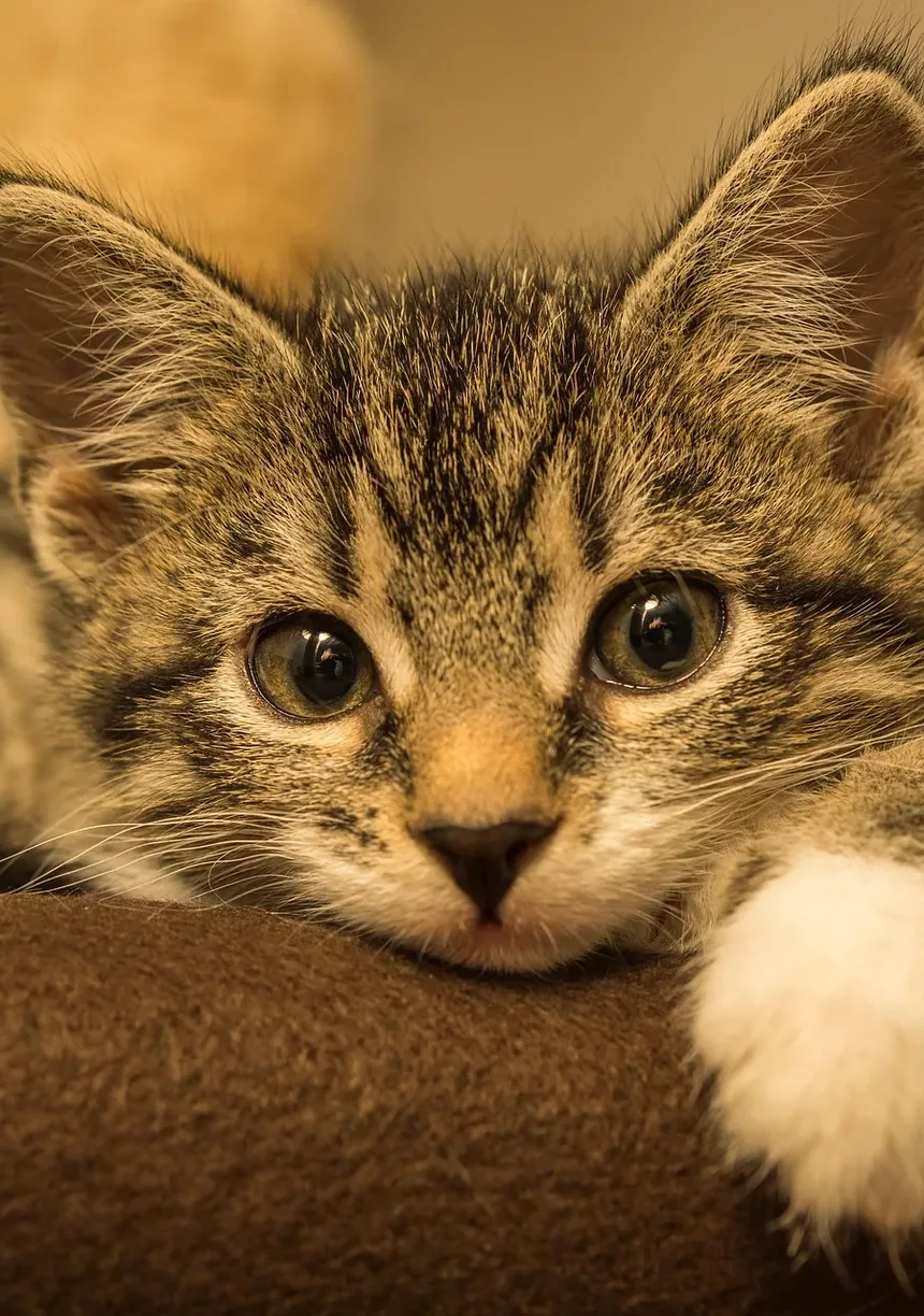 Sintomas da Hiperglicemia por Estresse em Gatos