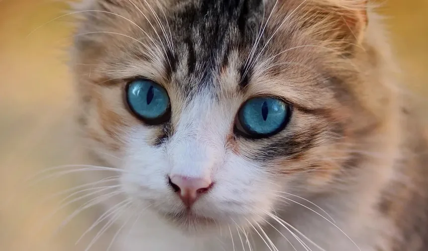 Sintomas da Hiperglicemia por Estresse em Gatos