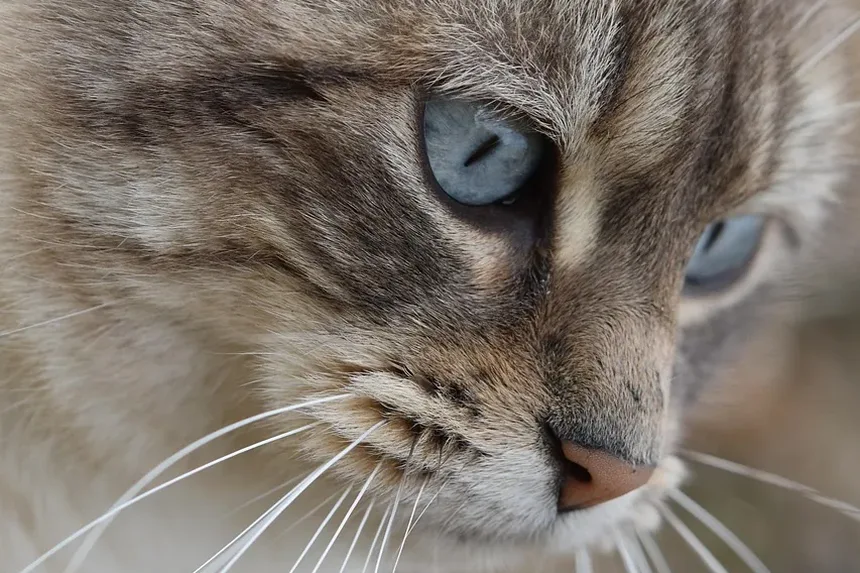 Sintomas da Hiperglicemia por Estresse em Gatos