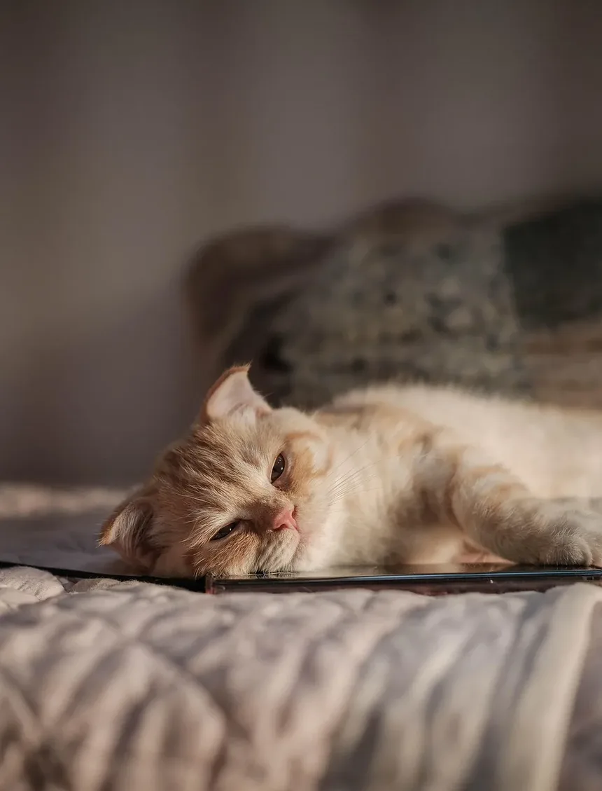 Suplementos de Vitaminas para Comida Caseira para Gatos