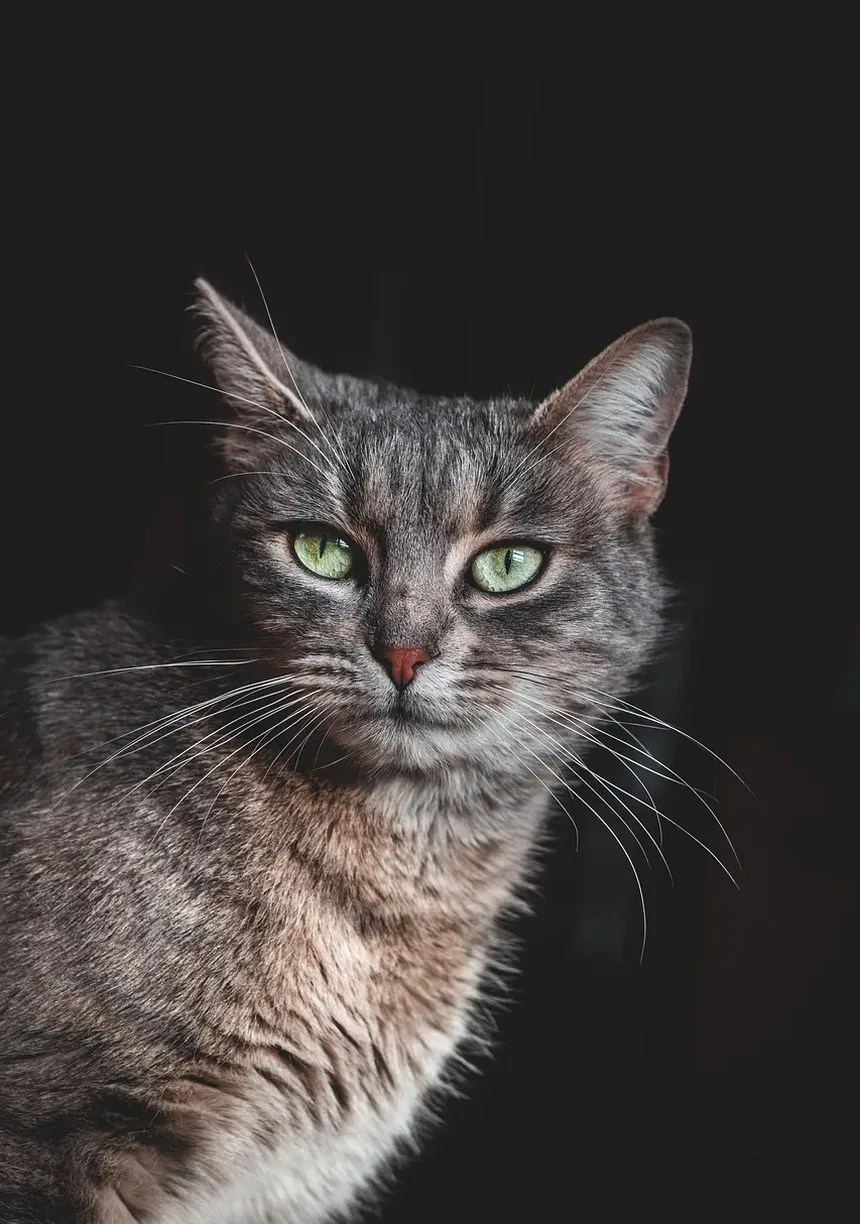 Suplementos de Vitaminas para Comida Caseira para Gatos
