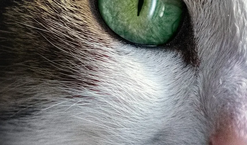 Suplementos de Vitaminas para Comida Caseira para Gatos