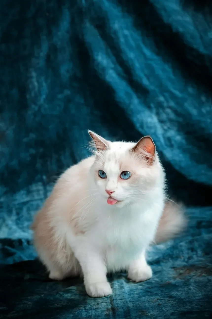 Por Que Meu Gato Está Sempre Doente? Entendendo Causas Comuns e Soluções