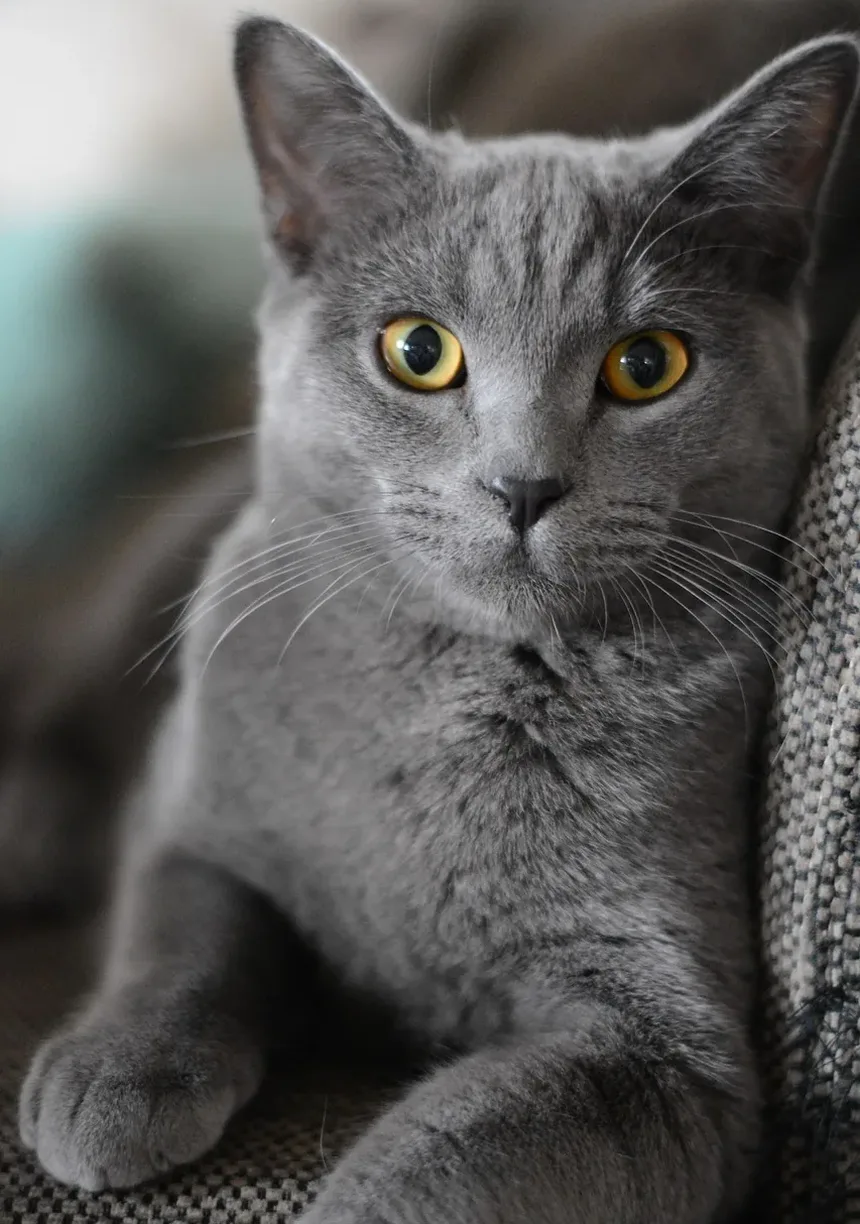 Por Que Meu Gato Está Sempre Doente? Entendendo Causas Comuns e Soluções