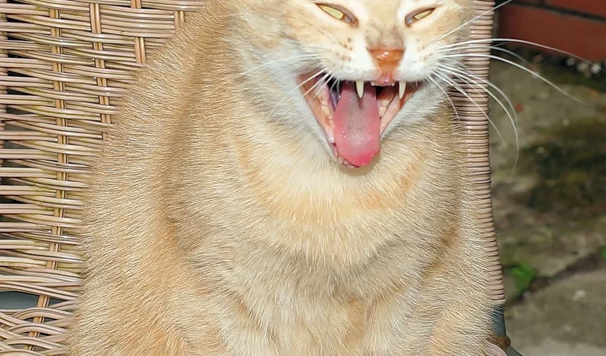 Por Que Meu Gato Está Sempre Doente? Entendendo Causas Comuns e Soluções
