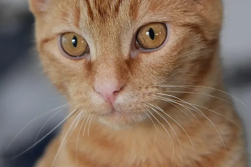 Por Que Meu Gato Está Sempre Doente? Entendendo Causas Comuns e Soluções